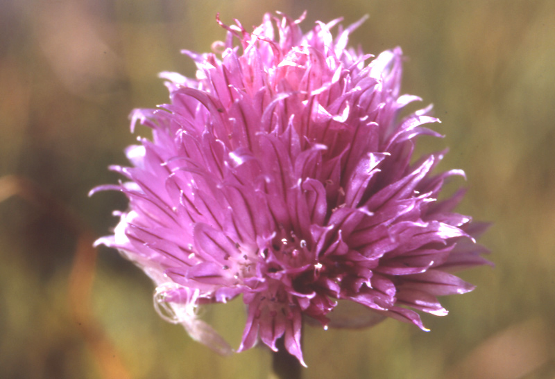 che aglio ? Allium schoenoprasum